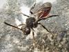 Nomada fabriciana